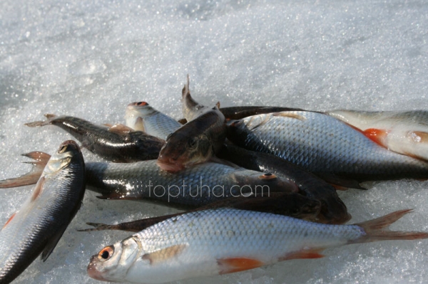 Поездка на Юкару или Закрытие рыболовного сезона